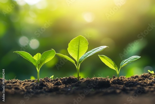 Three small green plants emerging from the ground in a sunlit natural setting, representing growth and eco-friendliness in an environmental context.