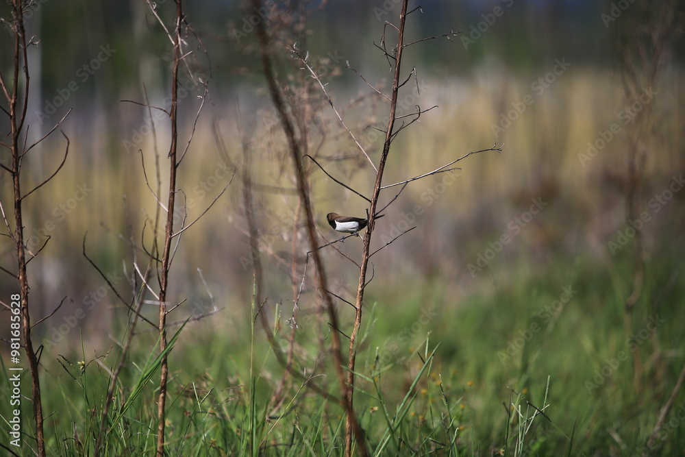 Birds on the branch Birds on the branch