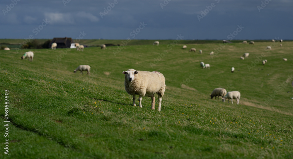 Sheep on a farm. Sheep in a meadow on green grass on a sunny day. A white sheep walks up a hill. Sheep pasture in the countryside. Sheeps eating grass in a green field. Sheep on a farm. Sheep in a meadow on green grass on a sunny day. A white sheep walks up a hill. Sheep pasture in the countryside. Sheeps eating grass in a green field.