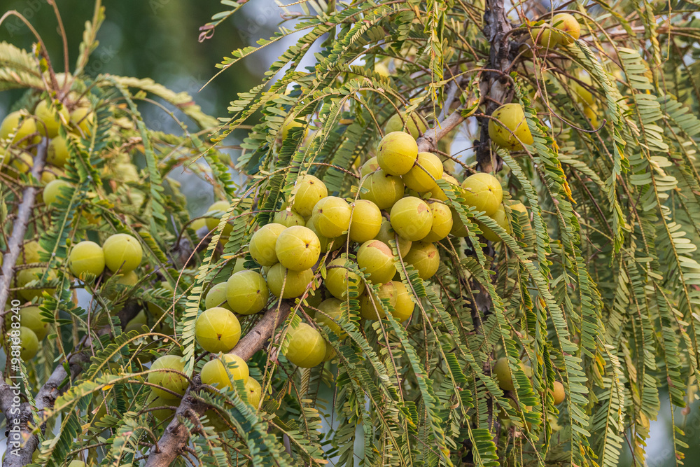 Indian Gooseberry fruit growing on a tree.