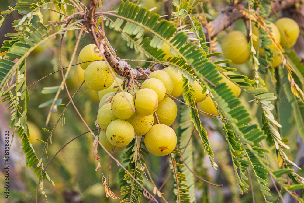 Indian Gooseberry fruit growing on a tree.