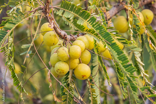 Obraz na płótnie Indian Gooseberry fruit growing on a tree. w salonie