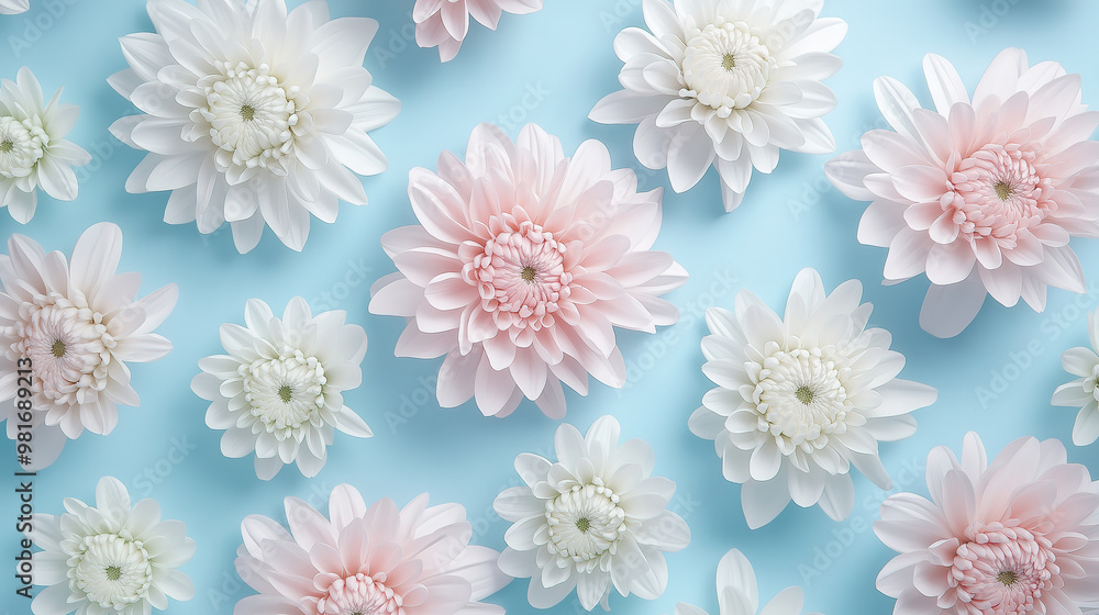Floral Arrangement of White and Pink Chrysanthemums on Blue Background Floral Arrangement of White and Pink Chrysanthemums on Blue Background