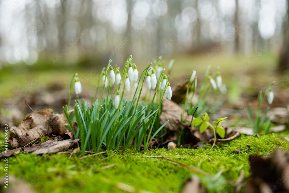 Obraz premium Spring snowdrop flowers blossoming outdoors.