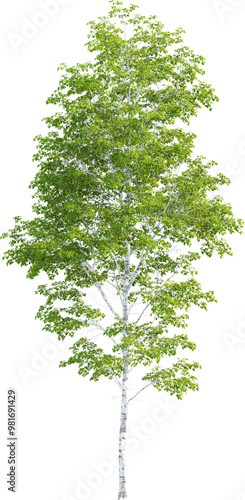 Konstfotografi Side view of Betula Pendula - Silver Birch