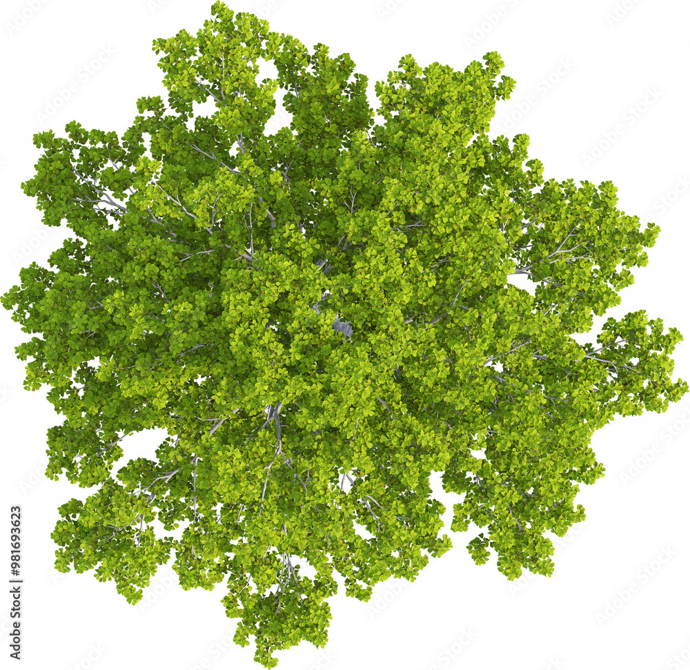 Top view of Alnus Glutinosa - Alder Top view of Alnus Glutinosa - Alder