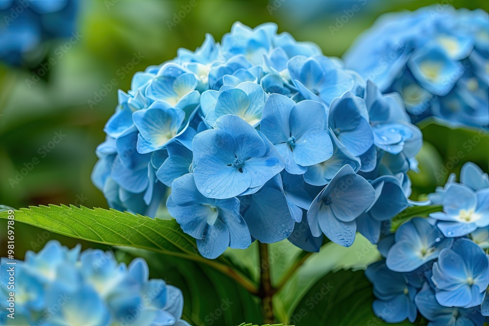 Beautiful blue hydrangea flower. Perfect for nature and floral designs, websites, or social media. Beautiful blue hydrangea flower. Perfect for nature and floral designs, websites, or social media.