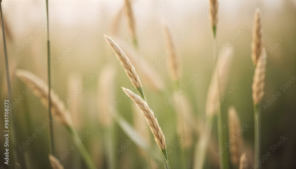 Blurred close-up of tall grass or reeds with a soft, hazy background Blurred close-up of tall grass or reeds with a soft, hazy background