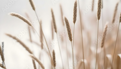 Blurred close-up of tall grass or reeds with a soft, hazy background