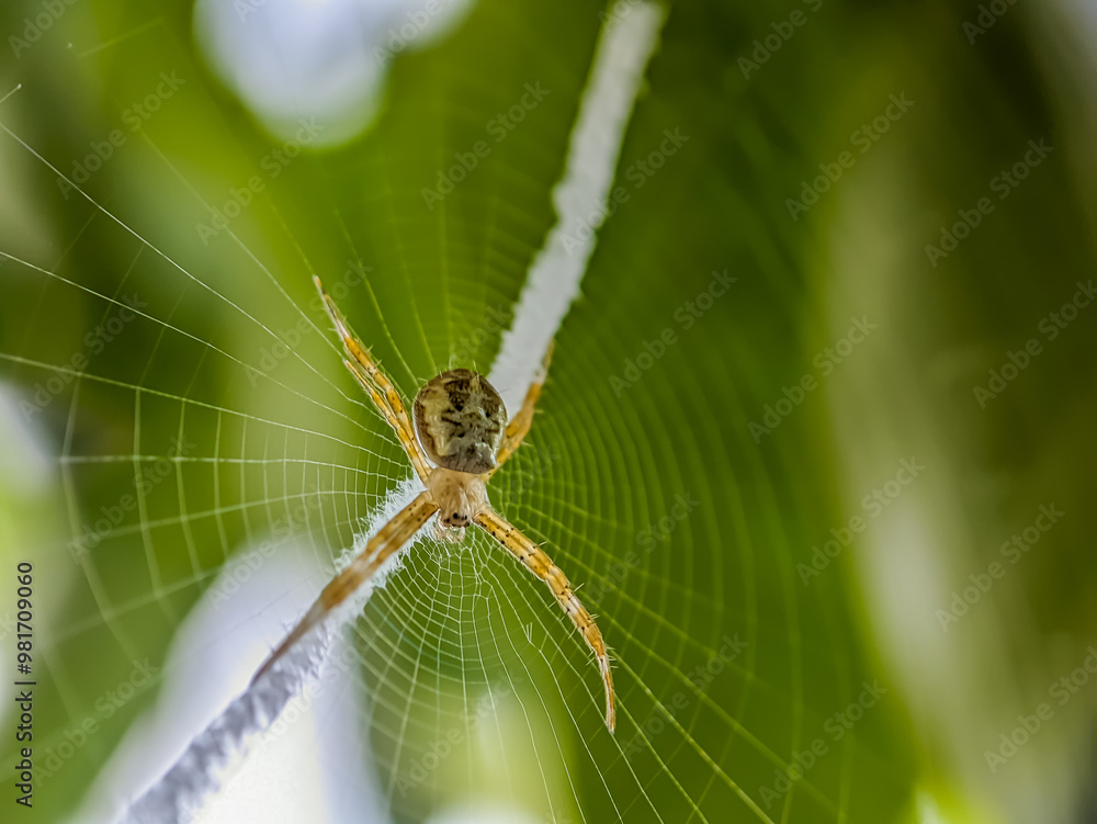 Spider waiting for prey trapped in its web under a tree Spider waiting for prey trapped in its web under a tree