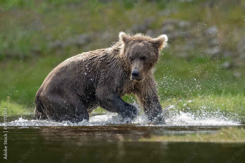 Alaska Brown Bear (Ursus arctos), Lake Clark National Park Alaska Brown Bear (Ursus arctos), Lake Clark National Park