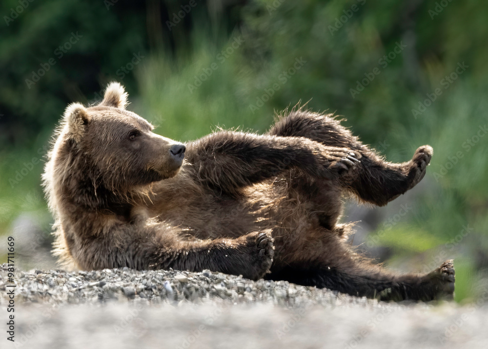 Obraz premium Alaska Brown Bear (Ursus arctos), Lake Clark National Park