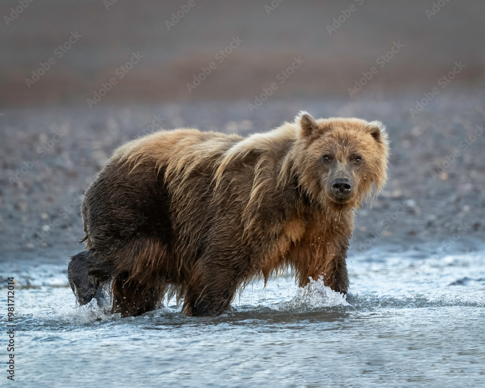 Alaska Brown Bear (Ursus arctos), Lake Clark National Park Alaska Brown Bear (Ursus arctos), Lake Clark National Park
