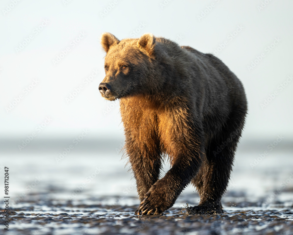 Alaska Brown Bear (Ursus arctos), Lake Clark National Park Alaska Brown Bear (Ursus arctos), Lake Clark National Park