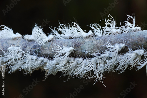 Durian Psyllid or Allocarsidara malayensis Crawford, a beautiful white insect.
 photo