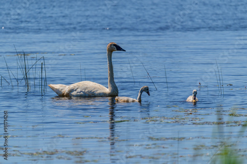 Family of Trumpeter Swans at Seney National Wildlife Refuge, near Seney, Michigan. photo