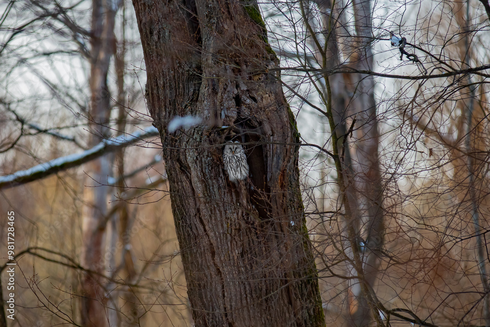 The Ural owl hides in a hollow tree. The Ural owl hides in a hollow tree.