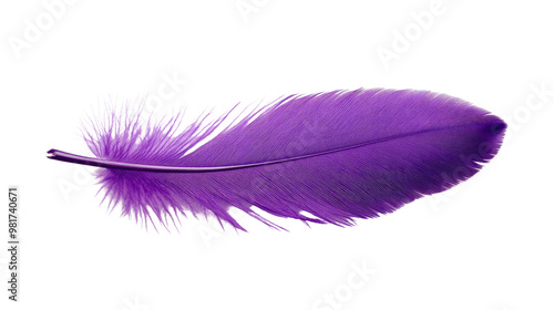 feather on a white transparent background