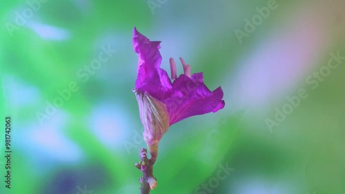 Time-lapse photography of red flower beetle blooming photo