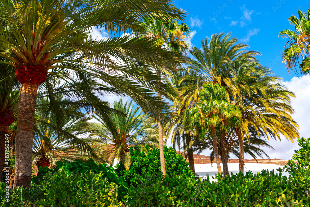 Fototapeta premium Lush green palm tree forest with a clear blue sky. Palm trees are tall and leafy, and the sky is bright and sunny. The scene is peaceful and serene