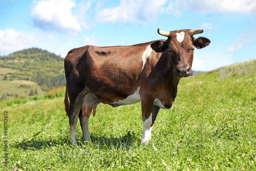 Beautiful cow grazing outdoors on sunny day Beautiful cow grazing outdoors on sunny day