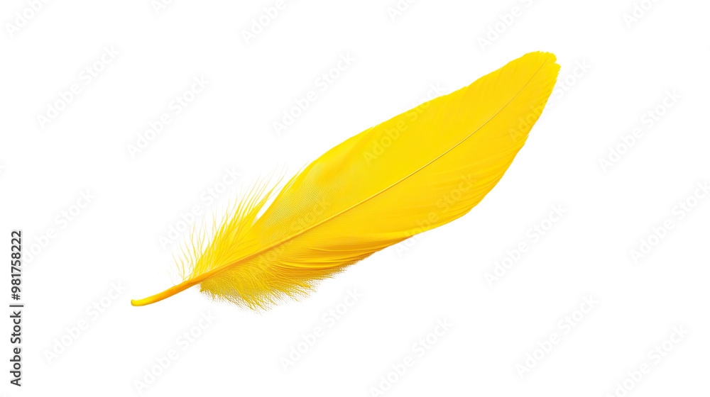 feather on a white transparent background feather on a white transparent background