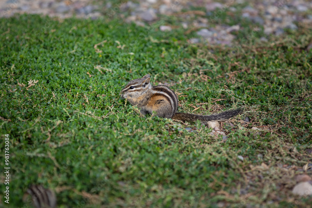 Photograph of one small little chipmunk in green field eating Photograph of one small little chipmunk in green field eating