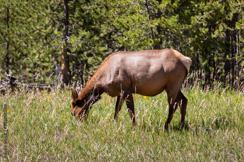 Photograph Elk grazing in meadow at Yellowstone National Park in Wyoming Photograph Elk grazing in meadow at Yellowstone National Park in Wyoming