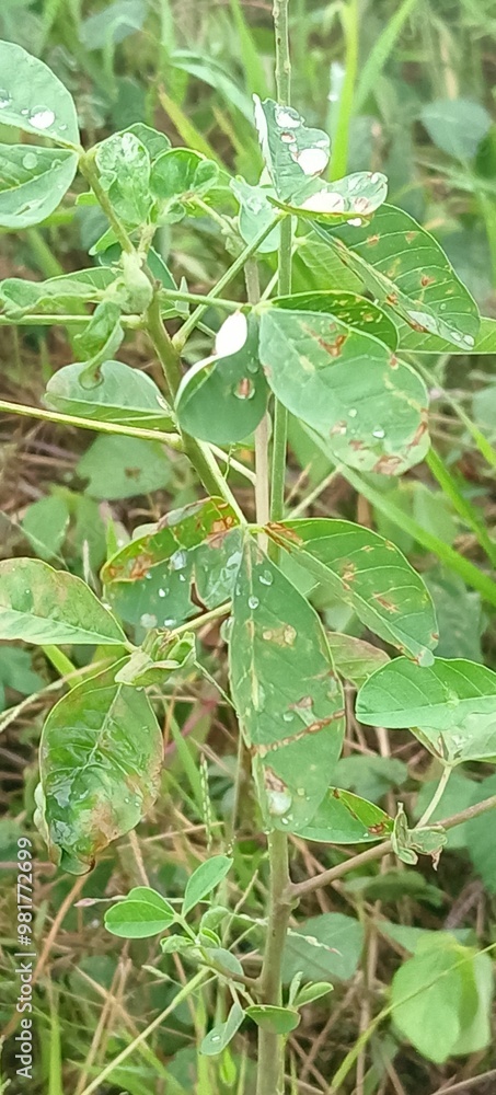 water drops on green leaf