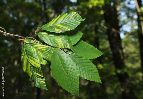 American Beech tree (Fagus grandifolia) with Beech leaf disease (BLD). This disease is associated with the nematode Litylenchus crenatae mccannii, and causes leaf damage before killing the tree.