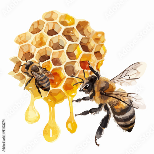 Watercolor bee honeycomb honey .vector bee illustration in watercolor style, honey hive, isolated on white background, illustration of honey bee and honeycomb, yellow and black bee