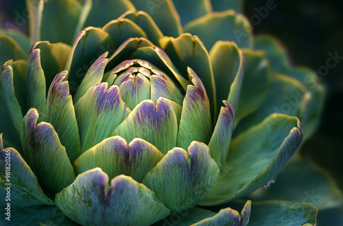 macro shot of fresh organic vegetable artichoke 