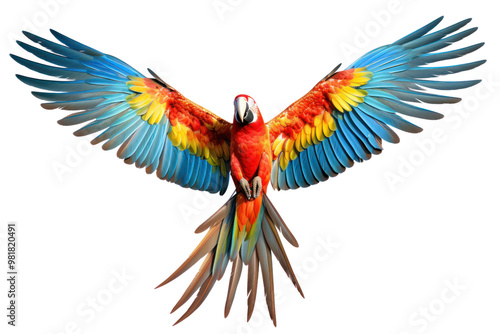 A flying macaw mid-air, with its wings fully extended, showing off the dynamic motion and vibrant colors of its feathers isolated on white background photo