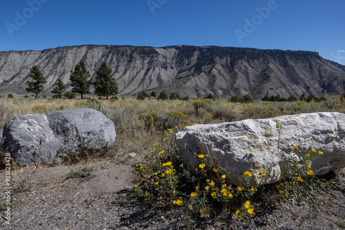 Landscape photograph in the morning in the mountains of Yellowstone national park. Yellow wild flowers, large rock boulders and grassland.