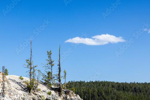 One white isolated cloud bright blue sky pine tree saplings growing out of rocky stone. 