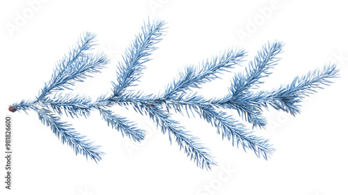 Pine twig on a white transparent background