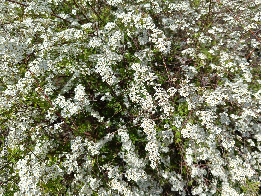 spirea, flower, white, for creating background and texture
spirea, flower, white, for creating background and texture