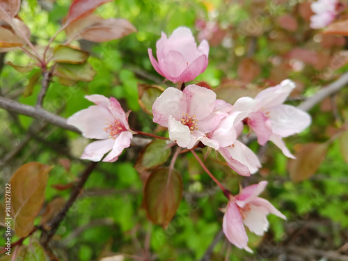 pink apple tree in the garden 