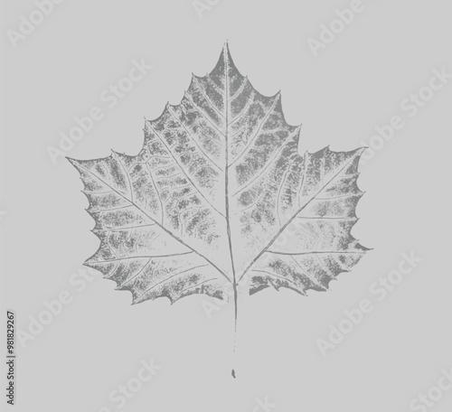 Gray botanical sycamore leaf and branch. Plain leaf print sketched watercolor art on plain gray background. 