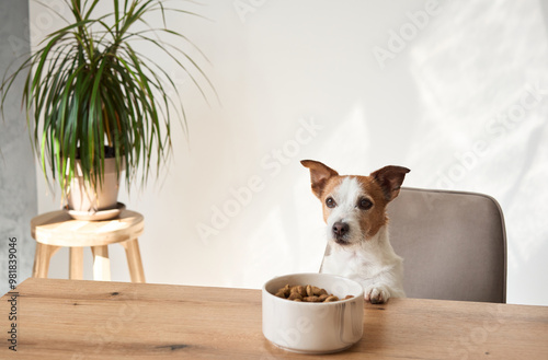Photography A Jack Russell Terrier peeks over a table at a food bowl, showing curiosity and interest