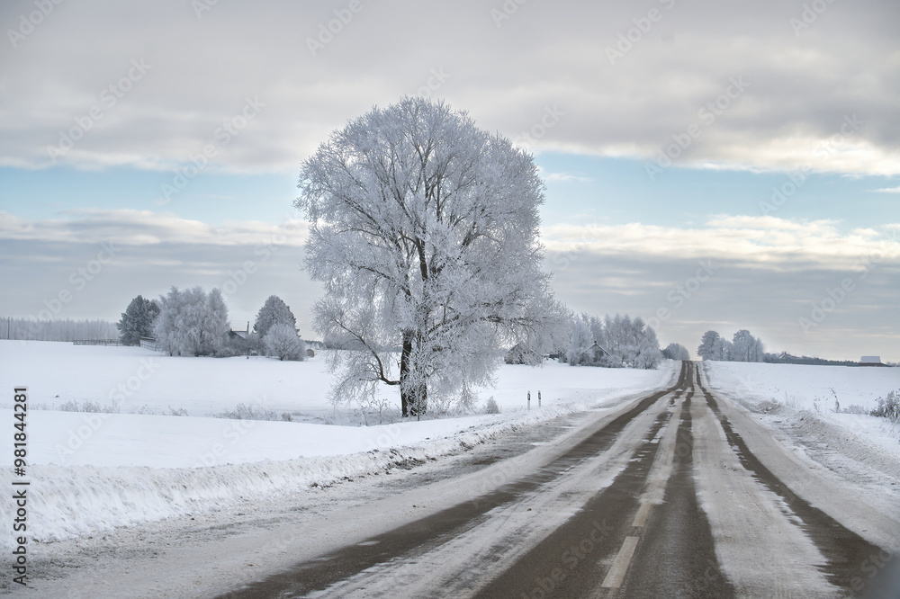 Obraz premium Serene winter landscape with a lonely road and frost-covered trees under a cloudy sky