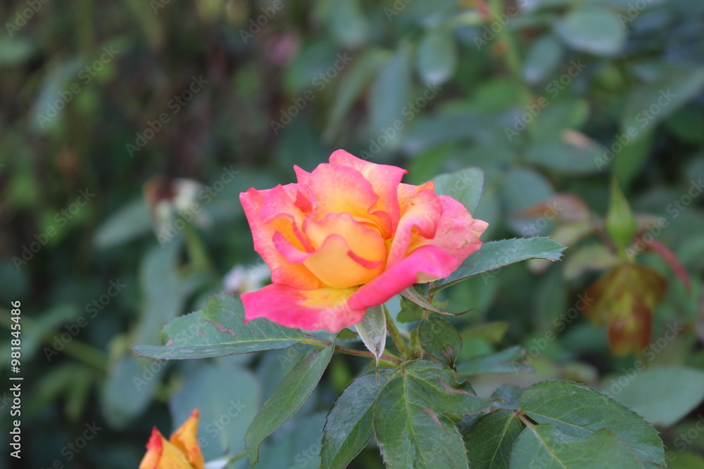 The beautiful Rose flower blooming, with blurry background. The beautiful Rose flower blooming, with blurry background.
