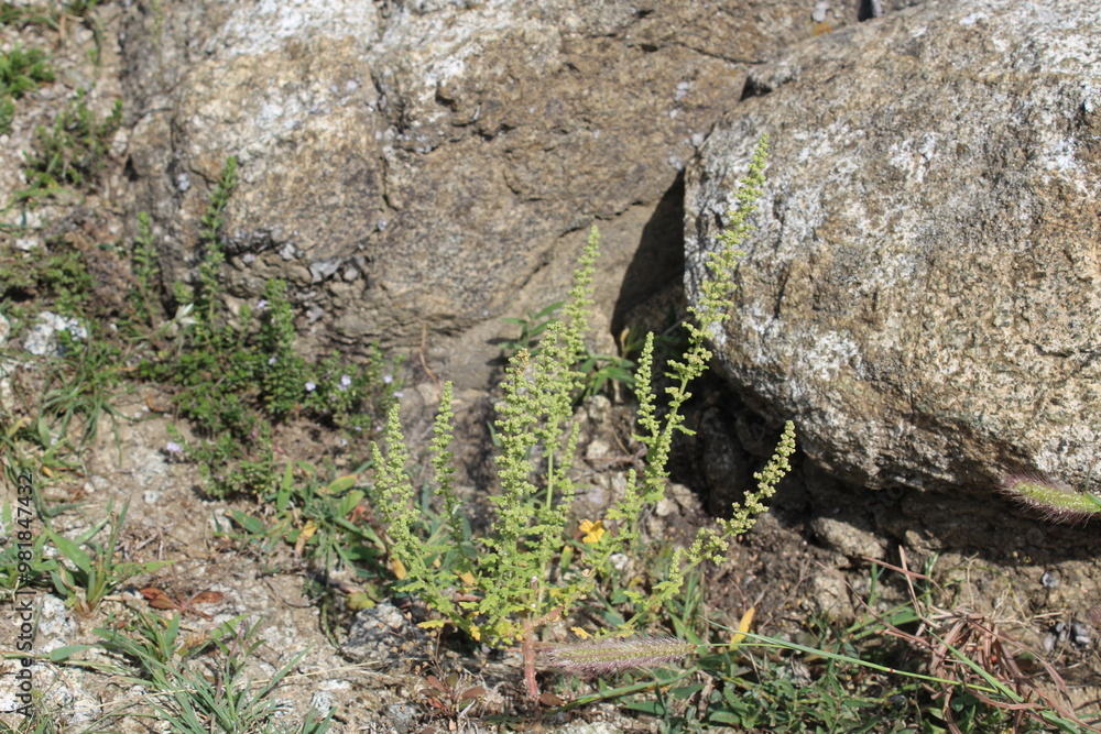 Fototapeta premium Dysphania botrys, sticky goosefoot or feathered geranium