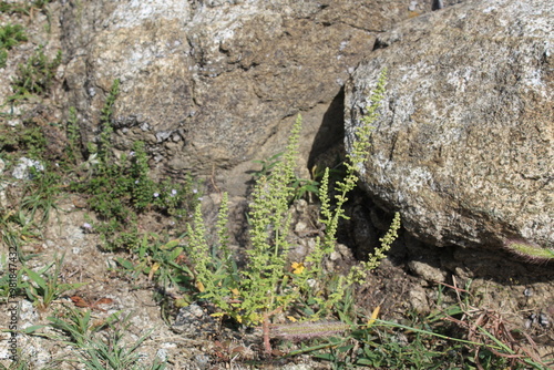 Dysphania botrys, sticky goosefoot or feathered geranium photo