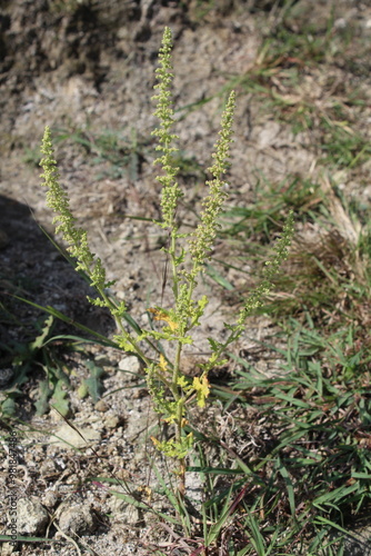 Dysphania botrys, sticky goosefoot or feathered geranium photo