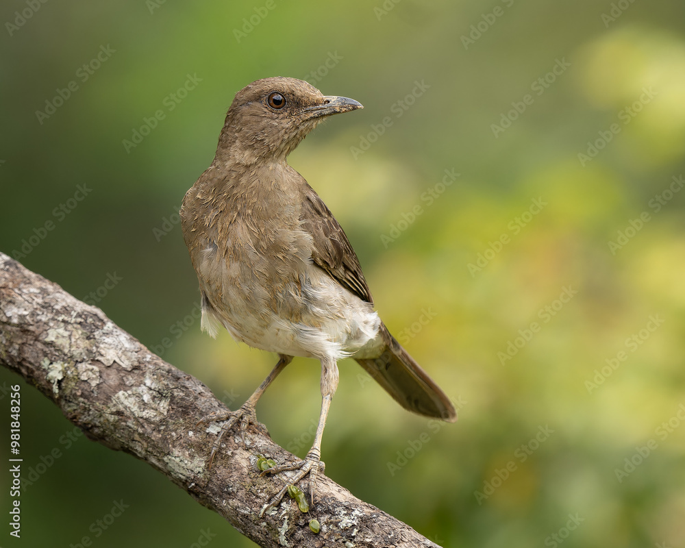 Fototapeta premium Turdus ignobilis