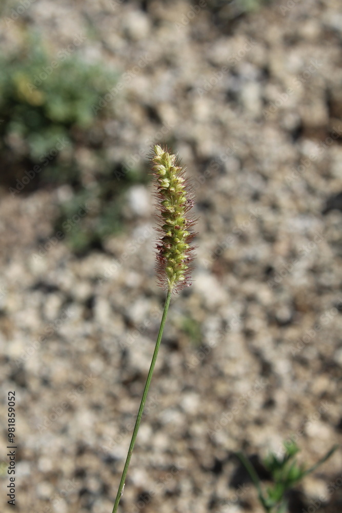 Setaria pumila, yellow foxtail, yellow bristle-grass, pigeon grass or cattail grass