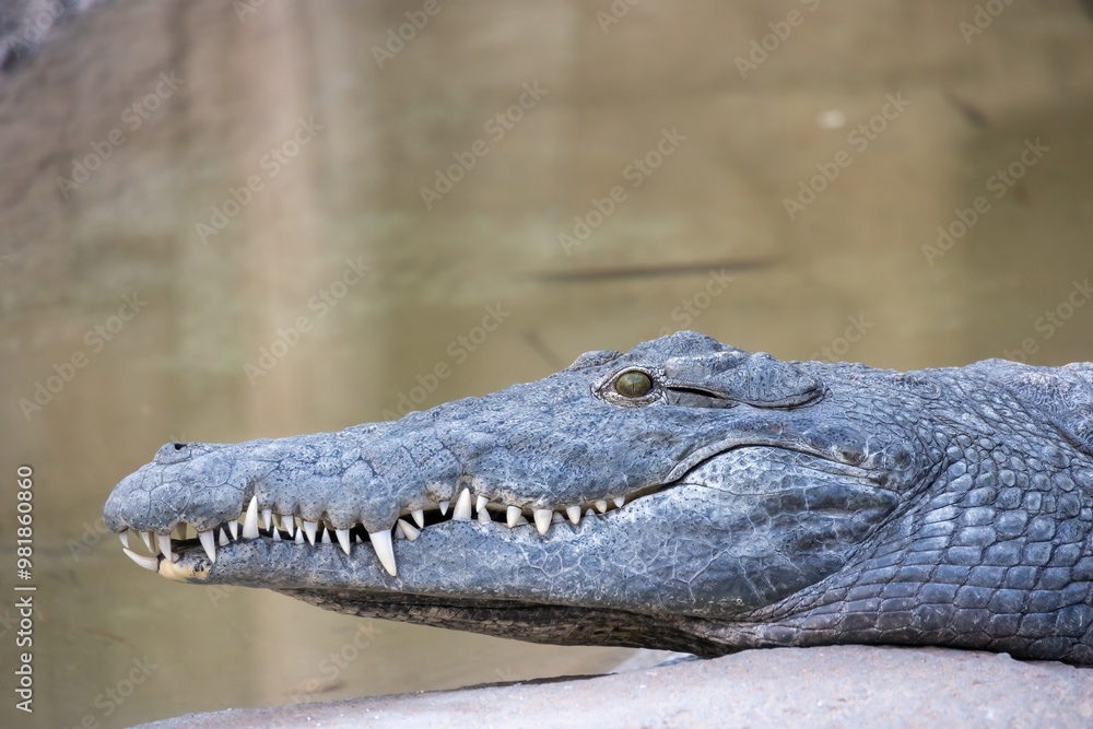 Obraz premium Close-up of a crocodile's head resting on a rock near water, showcasing its sharp teeth and textured skin.