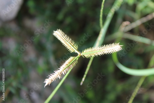 Egyptian Crowfoot weed or Dactyloctenium aegyptium spikelets photo