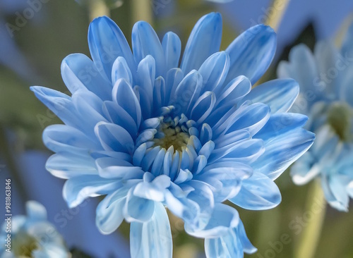 青いキク 青い花 青い菊